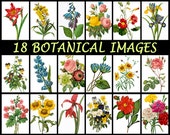 Large Botanical Prints, Printable Antique Floral Wall Art Vintage Flowers, Home Decor, Cardmaking, Vinyl Transfers by Pierre-Joseph Redouté