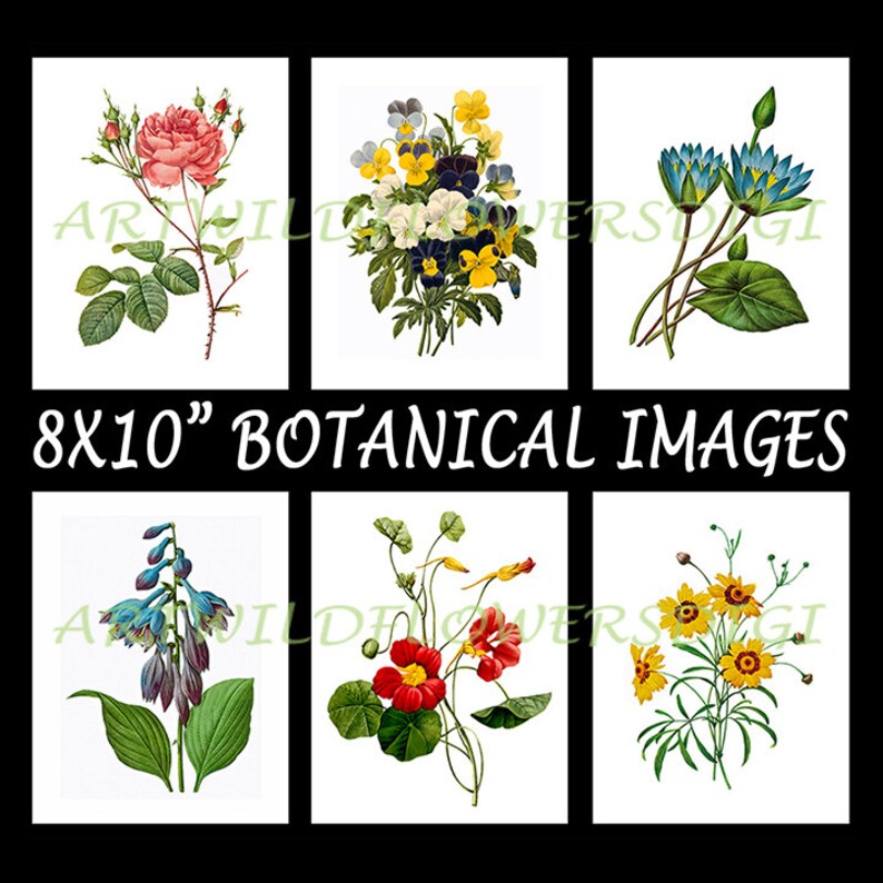 Large Botanical Prints, Printable Antique Floral Wall Art Vintage Flowers, Home Decor, Cardmaking, Vinyl Transfers by Pierre-Joseph Redouté image 4