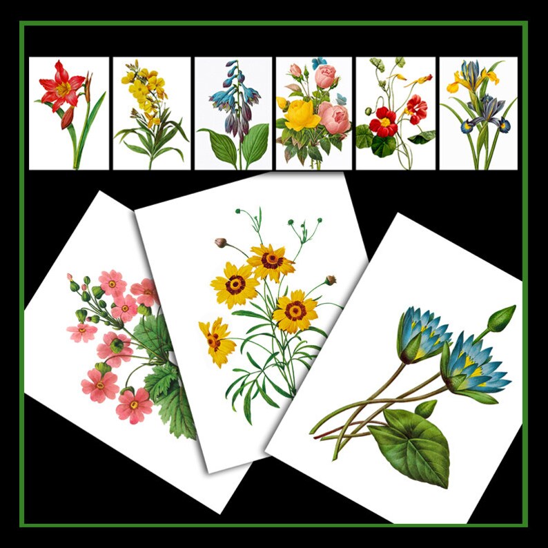 Large Botanical Prints, Printable Antique Floral Wall Art Vintage Flowers, Home Decor, Cardmaking, Vinyl Transfers by Pierre-Joseph Redouté image 3