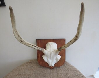 Deer Muntjac Antlers Trophy Mounting Plaque Shield