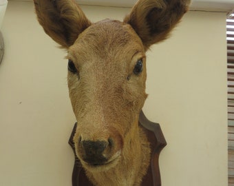 Taxidermy full sized stuffed Deer Heads in very good condition Tan & Dark Brown Coat Superbly Mounted on Wood Sheild