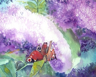 Peacock butterfly and buddlea - Original watercolour painting