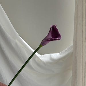 K&ouml;nnte beinhalten: Eine einzelne Calla-Lilie mit einer tiefvioletten Bl&uuml;te und einem langen, gr&uuml;nen Stiel. Die Blume ist vor einem Hintergrund aus wei&szlig;em Stoff und einer neutralen Wand platziert, wodurch eine minimalistische &Auml;sthetik entsteht. Calla-Lilien sind eine beliebte Wahl f&uuml;r Blumenarrangements.