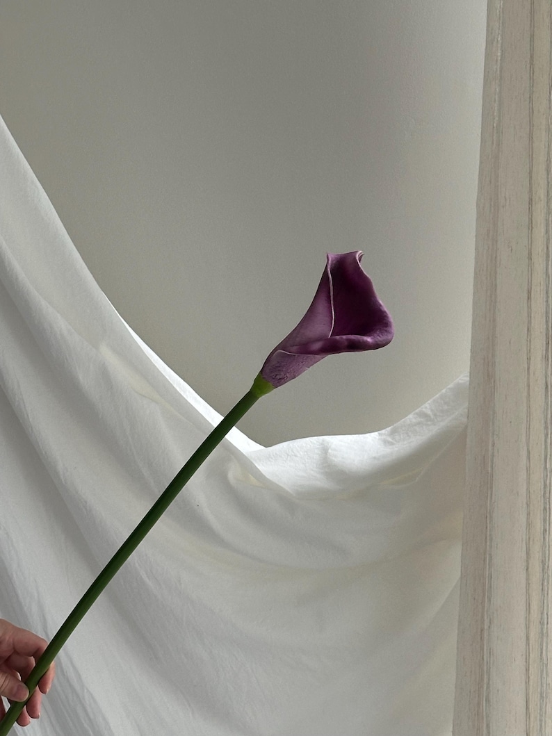 K&ouml;nnte beinhalten: Eine einzelne Calla-Lilie mit einer tiefvioletten Bl&uuml;te und einem langen, gr&uuml;nen Stiel. Die Blume ist vor einem Hintergrund aus wei&szlig;em Stoff und einer neutralen Wand platziert, wodurch eine minimalistische &Auml;sthetik entsteht. Calla-Lilien sind eine beliebte Wahl f&uuml;r Blumenarrangements.