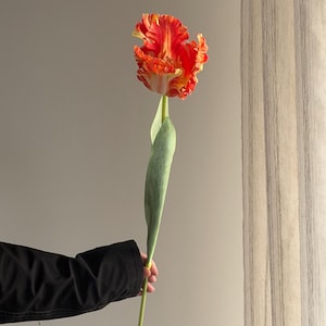 May include: A striking parrot tulip in shades of orange and yellow, with intricately ruffled petals. The flower is held by a green stem and a long, curved green leaf. The background is a neutral grey.