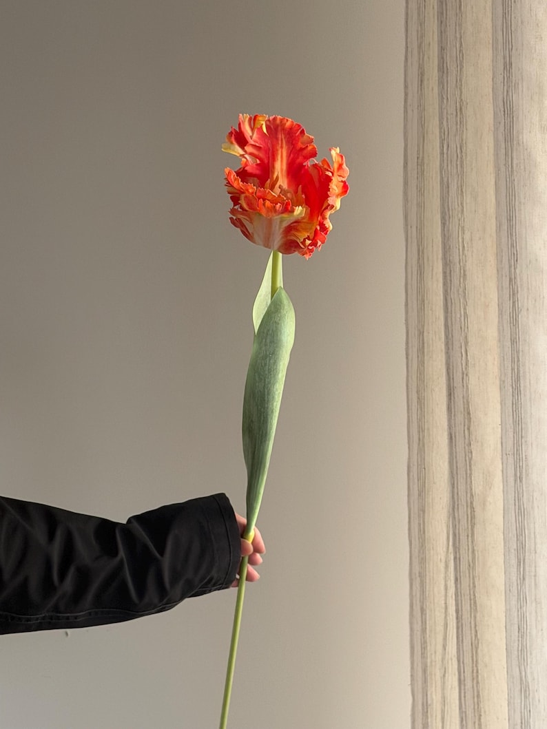 May include: A striking parrot tulip in shades of orange and yellow, with intricately ruffled petals. The flower is held by a green stem and a long, curved green leaf. The background is a neutral grey.