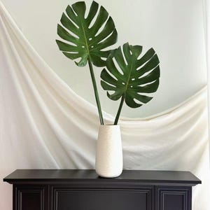 May include: Two large, dark green Monstera leaves with characteristic fenestrations and splits are arranged in a tall, off-white, textured cylindrical vase. The vase has a subtle horizontal ribbed pattern across its entire surface.