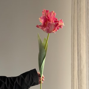 May include: A vibrant pink tulip with frilled petals and yellow highlights. The flower has a long green stem and a single green leaf. The tulip is held against a neutral backdrop.