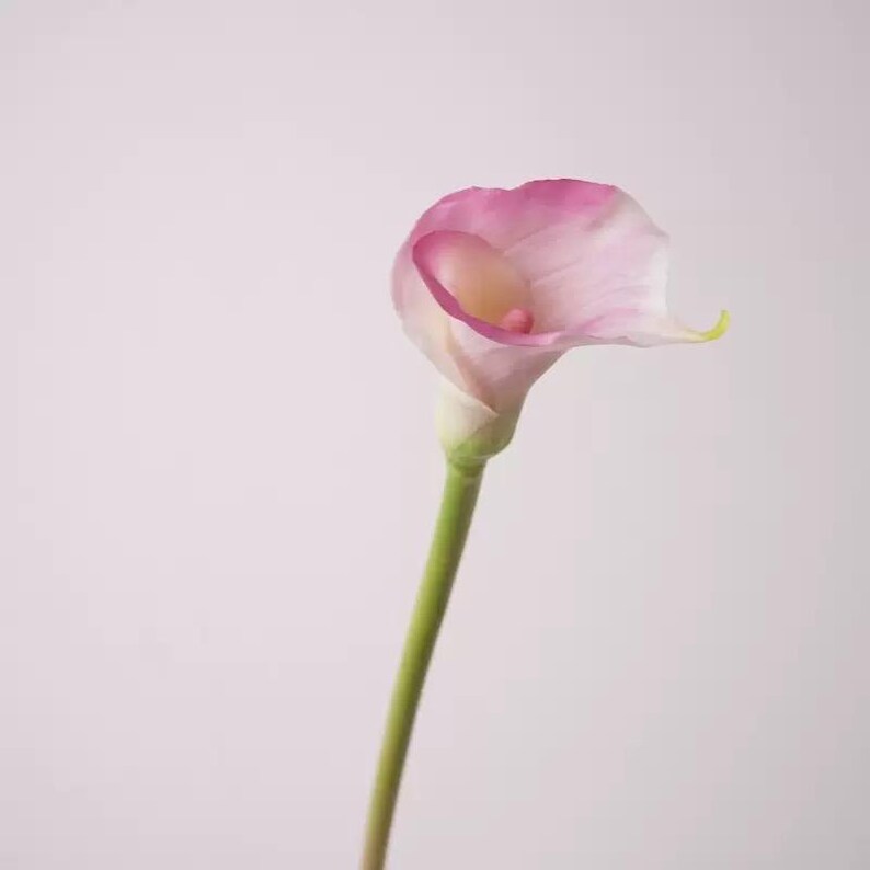 K&ouml;nnte beinhalten: Eine einzelne Calla-Lilie mit einem rosa und wei&szlig;en Bl&uuml;tenkopf und einem gr&uuml;nen Stiel. Die Bl&uuml;tenr&auml;nder sind leuchtend rosa und gehen in der Mitte in ein weiches Wei&szlig; &uuml;ber. Der Stiel ist hellgr&uuml;n.