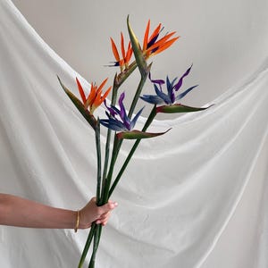 Może przedstawiać: Bukiet trzech kwiatów Strelitzia reginae, znanych jako strelicje królewskie, z żywymi pomarańczowymi i ciemnoniebieskimi płatkami oraz zielonymi, spiczastymi pochwami kwiatowymi na długich, smukłych, ciemnozielonych łodygach.