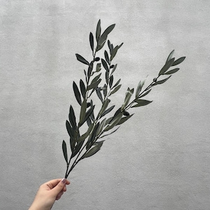 May include: A sprig of olive branches with dark green leaves and small black olives. The leaves are long and slender, and the olives are clustered along the stems. The sprig is held against a gray background.
