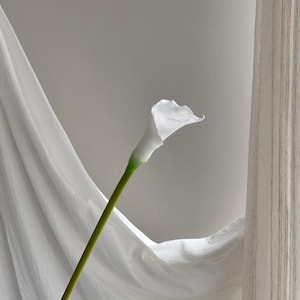 K&ouml;nnte beinhalten: Eine einzelne wei&szlig;e Calla mit gr&uuml;nem Stiel vor einem Hintergrund aus wei&szlig;em, drapiertem Stoff. Die elegante Form und die makellose wei&szlig;e Farbe der Blume werden hervorgehoben. Der Stiel ist lang und schlank und tr&auml;gt zum anmutigen Aussehen der Blume bei.