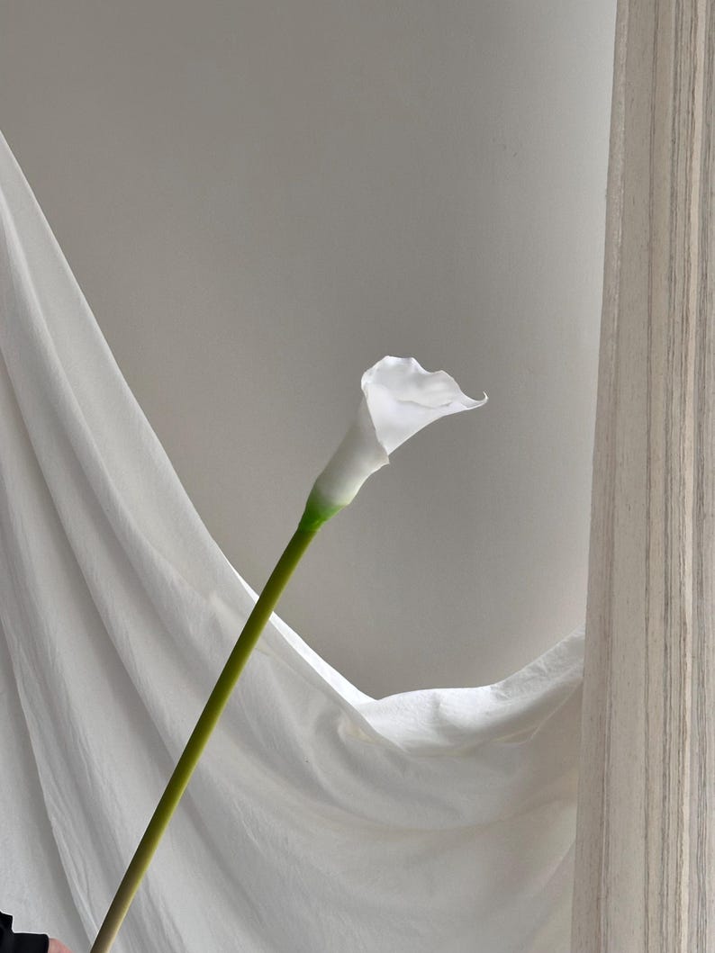 K&ouml;nnte beinhalten: Eine einzelne wei&szlig;e Calla mit gr&uuml;nem Stiel vor einem Hintergrund aus wei&szlig;em, drapiertem Stoff. Die elegante Form und die makellose wei&szlig;e Farbe der Blume werden hervorgehoben. Der Stiel ist lang und schlank und tr&auml;gt zum anmutigen Aussehen der Blume bei.