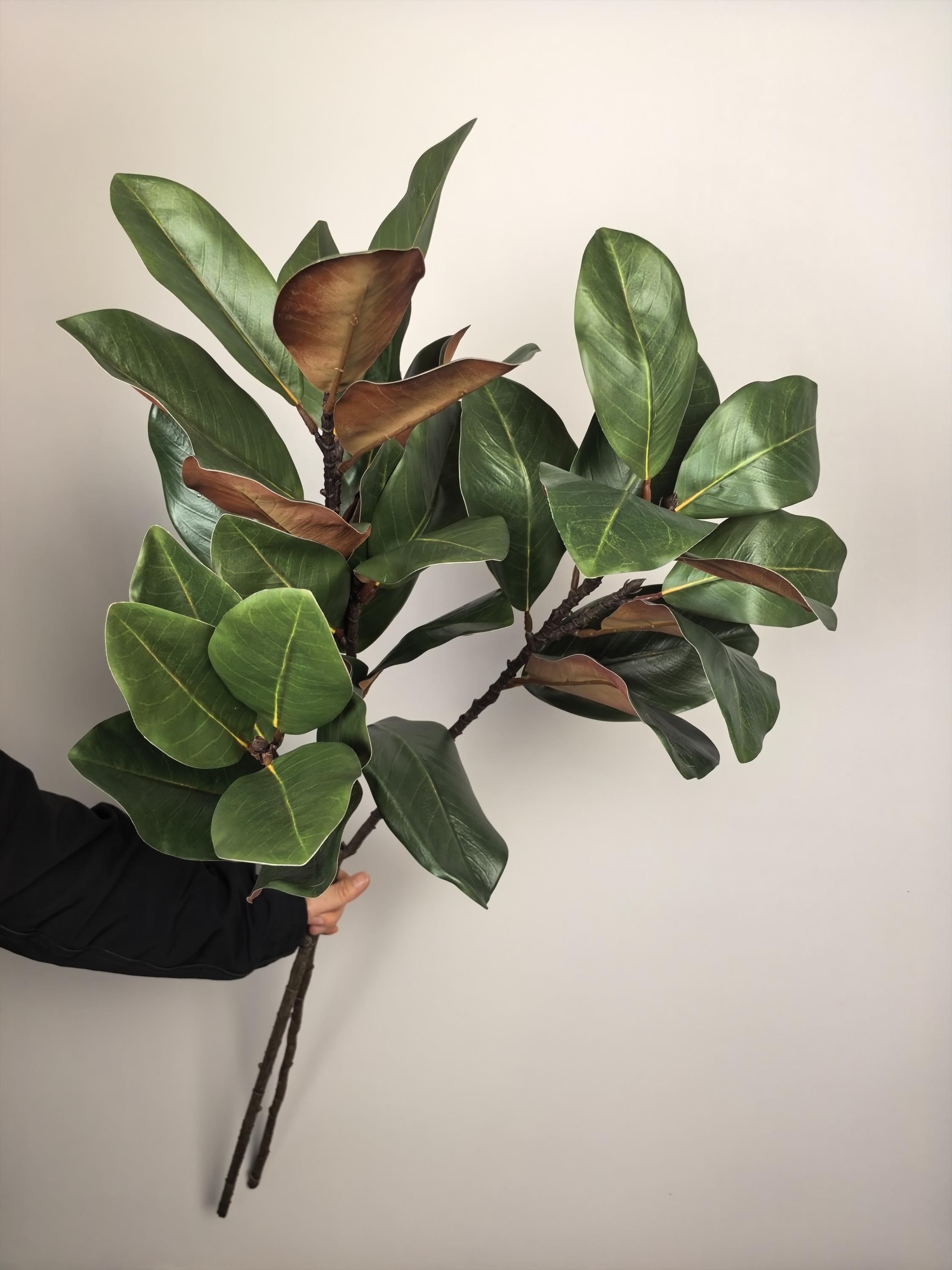 50 Hojas De Esqueleto De Magnolia Natural - Perfectas Para álbum De Recortes, Decoración Y Manualidades