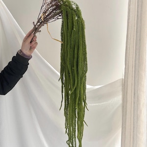 Puede incluir: Un ramo de ramas marrones secas y una cascada de tallos de plantas artificiales de color verde brillante. Los tallos son largos y delgados, con una textura, casi perlada. El arreglo es sostenido por una mano sobre un fondo blanco.