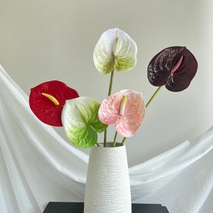 Anthurium silver blush - Etsy 日本