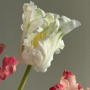 May include: A close-up of a white tulip with green edges and ruffled petals. The flower is in full bloom, with a yellow centre. Two other tulips, one red and one pink, are partially visible in the background, against a grey backdrop.