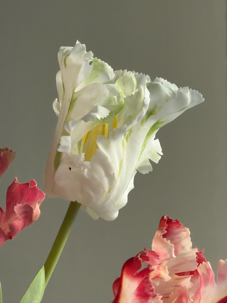 May include: A close-up of a white tulip with green edges and ruffled petals. The flower is in full bloom, with a yellow centre. Two other tulips, one red and one pink, are partially visible in the background, against a grey backdrop.