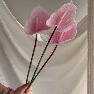 May include: Three light pink anthurium flowers with heart-shaped spathes and pale yellow spadices. Each flower is attached to a long, slender, dark green stem. The petals have a smooth, waxy texture with visible veins radiating from the center.