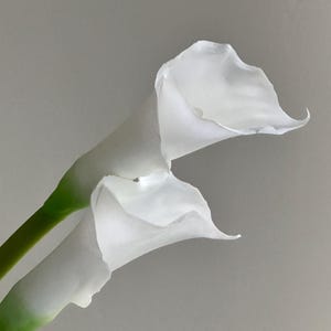 K&ouml;nnte beinhalten: Zwei wei&szlig;e Calla-Lilien mit gr&uuml;nen Stielen vor einem hellgrauen Hintergrund. Die Bl&uuml;ten sind in voller Bl&uuml;te, mit ihren eleganten, trompetenf&ouml;rmigen Bl&uuml;tenbl&auml;ttern, die sich anmutig kr&uuml;mmen. Das Bild hebt die zarte Textur und die reinwei&szlig;e Farbe der Bl&uuml;ten hervor.