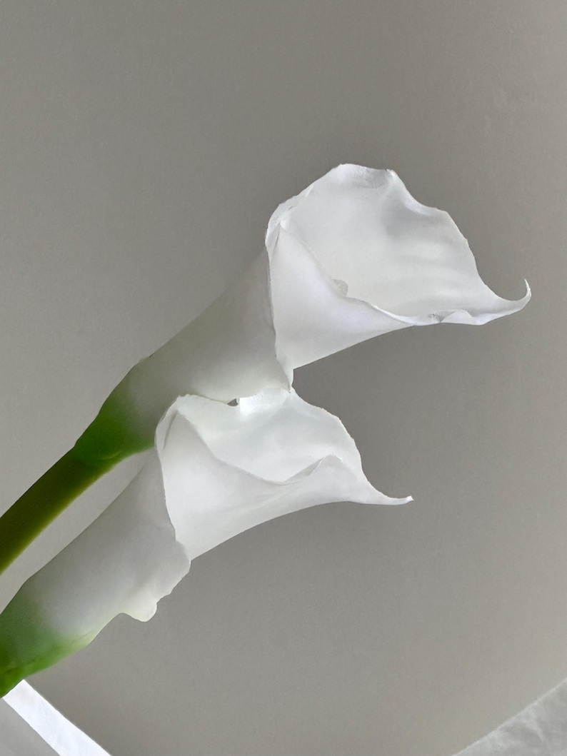 K&ouml;nnte beinhalten: Zwei wei&szlig;e Calla-Lilien mit gr&uuml;nen Stielen vor einem hellgrauen Hintergrund. Die Bl&uuml;ten sind in voller Bl&uuml;te, mit ihren eleganten, trompetenf&ouml;rmigen Bl&uuml;tenbl&auml;ttern, die sich anmutig kr&uuml;mmen. Das Bild hebt die zarte Textur und die reinwei&szlig;e Farbe der Bl&uuml;ten hervor.