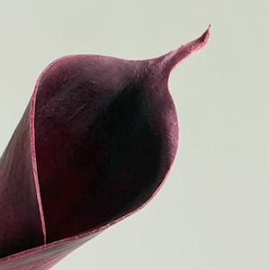 K&ouml;nnte beinhalten: Nahaufnahme einer dunkelburgunderfarbenen Calla-Lilienbl&uuml;te vor wei&szlig;em Hintergrund. Das Bl&uuml;tenblatt ist gebogen und gibt einen tiefen, dunklen Innenraum frei. Die Spitze des Bl&uuml;tenblatts erstreckt sich zu einer schlanken Spitze und verleiht dem Blumenarrangement eine zarte Note.