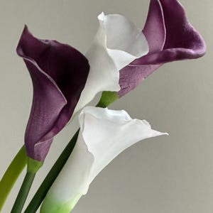 K&ouml;nnte beinhalten: Nahaufnahme von drei Calla-Lilien. Zwei Lilien sind wei&szlig;, eine ist tiefviolett. Die Stiele sind gr&uuml;n und die Bl&uuml;ten stehen in voller Bl&uuml;te. Der Hintergrund ist einfarbig grau.