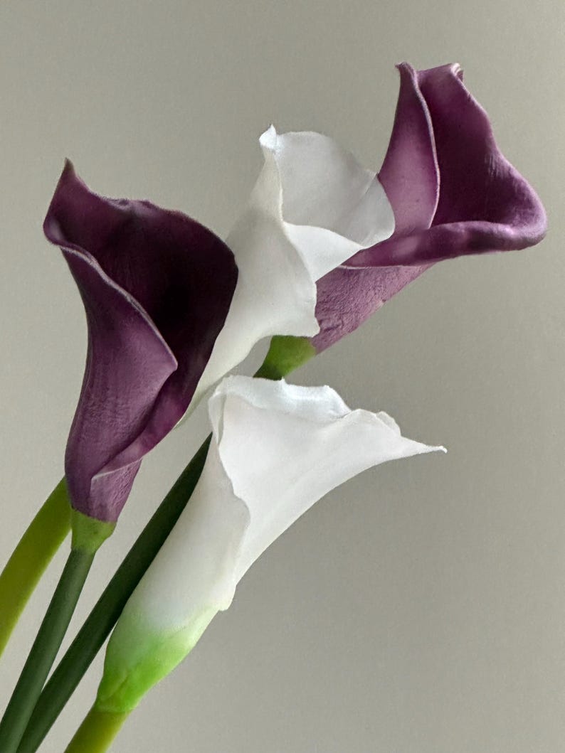 K&ouml;nnte beinhalten: Nahaufnahme von drei Calla-Lilien. Zwei Lilien sind wei&szlig;, eine ist tiefviolett. Die Stiele sind gr&uuml;n und die Bl&uuml;ten stehen in voller Bl&uuml;te. Der Hintergrund ist einfarbig grau.