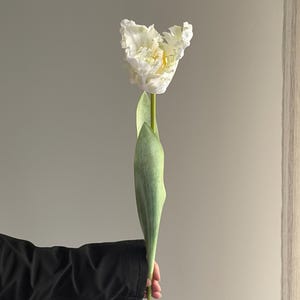 May include: A single white tulip with ruffled petals and a yellow center. The flower is held by a person wearing a black jacket. The stem is green, with two long green leaves. The background is a neutral grey.
