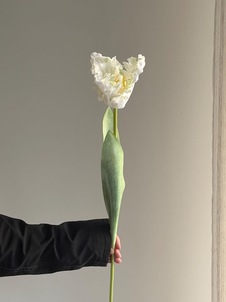 May include: A single white tulip with ruffled petals and a yellow center. The flower is held by a person wearing a black jacket. The stem is green, with two long green leaves. The background is a neutral grey.