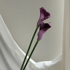 K&ouml;nnte beinhalten: Zwei Calla-Lilien mit tiefvioletten Bl&uuml;tenbl&auml;ttern und langen gr&uuml;nen Stielen. Die Bl&uuml;ten sind in voller Bl&uuml;te und zeigen ihre elegante, trompetenartige Form. Der Hintergrund zeigt einen weissen Stoff, der sanft drapiert ist.
