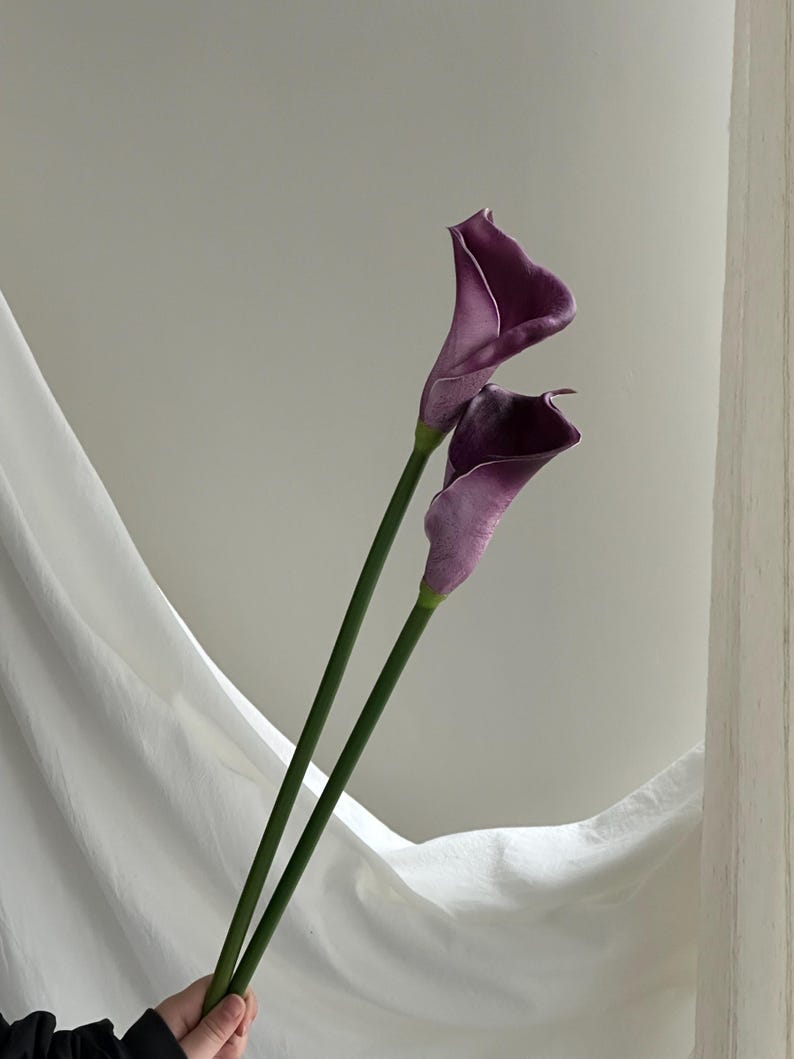 K&ouml;nnte beinhalten: Zwei Calla-Lilien mit tiefvioletten Bl&uuml;tenbl&auml;ttern und langen gr&uuml;nen Stielen. Die Bl&uuml;ten sind in voller Bl&uuml;te und zeigen ihre elegante, trompetenartige Form. Der Hintergrund zeigt einen weissen Stoff, der sanft drapiert ist.