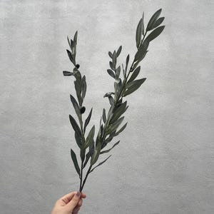 May include: A sprig of olive branches with dark green leaves and a few black olives. The branches are held against a gray background. The olive branch is a symbol of peace and is often used in home decor.