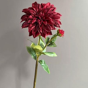 Pu&ograve; includere: Un fiore di dalia color bordeaux intenso su un lungo stelo verde con diverse foglie e un bocciolo pi&ugrave; piccolo non ancora aperto. Il grande fiore sbocciato presenta molti petali appuntiti e stratificati di un rosso scuro su uno stelo dritto.