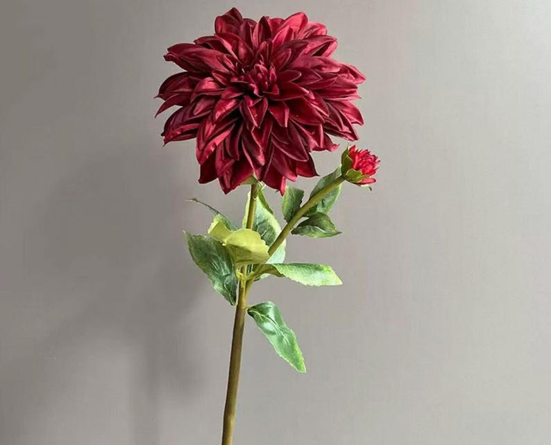 Pu&ograve; includere: Un fiore di dalia color bordeaux intenso su un lungo stelo verde con diverse foglie e un bocciolo pi&ugrave; piccolo non ancora aperto. Il grande fiore sbocciato presenta molti petali appuntiti e stratificati di un rosso scuro su uno stelo dritto.