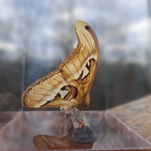 Vintage Attacus Atlas Moth Mounted on Wood in an Acrylic Cube