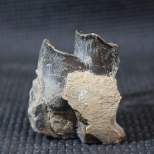 Puede incluir: Un fragmento de diente fosilizado, que muestra una superficie de esmalte gris oscuro con una sección de raíz de color beige claro. El fósil tiene una apariencia rugosa y texturizada, con grietas e imperfecciones visibles. El objeto está sobre un fondo gris oscuro.