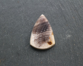 Hell's Canyon Petrified Wood Cabochon