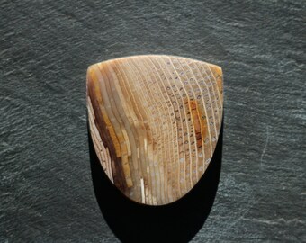 Hell's Canyon Petrified Wood Cabochon