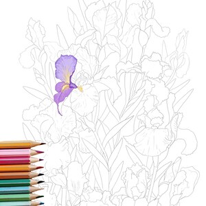 May include: A coloring page featuring a bouquet of iris flowers. The flowers are outlined in black ink and one iris is partially colored in shades of purple and yellow.