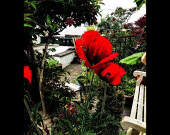 Photo Card - Poppy Photo Poster - Photo Print - Botanical Print - Poppy Flower Photo - Poppy Photo Print- Red Flower Poster - Photo Poster