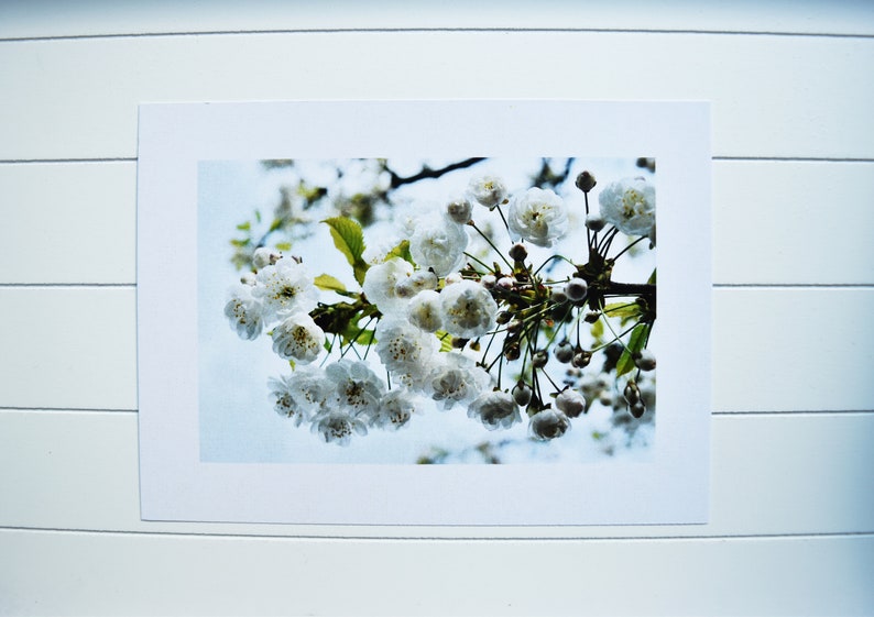 Blank Photo Card One Sided Card Nature Photo Nature Photo Card Botanical Card Floral Card Active image 1