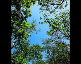 Photo Card - Sky Photo Poster - Photo Print - Botanical Print - Sky Photo - Tree Tops Photo Print- Sky Poster - Tree Photo Poster