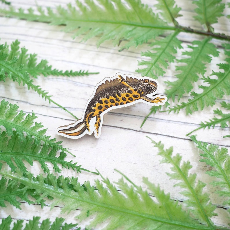 Great Crested Newt Wooden Pin British Wildlife, Animal Inspired Gift Accessory With Eco Friendly, Plastic-Free Packaging image 1