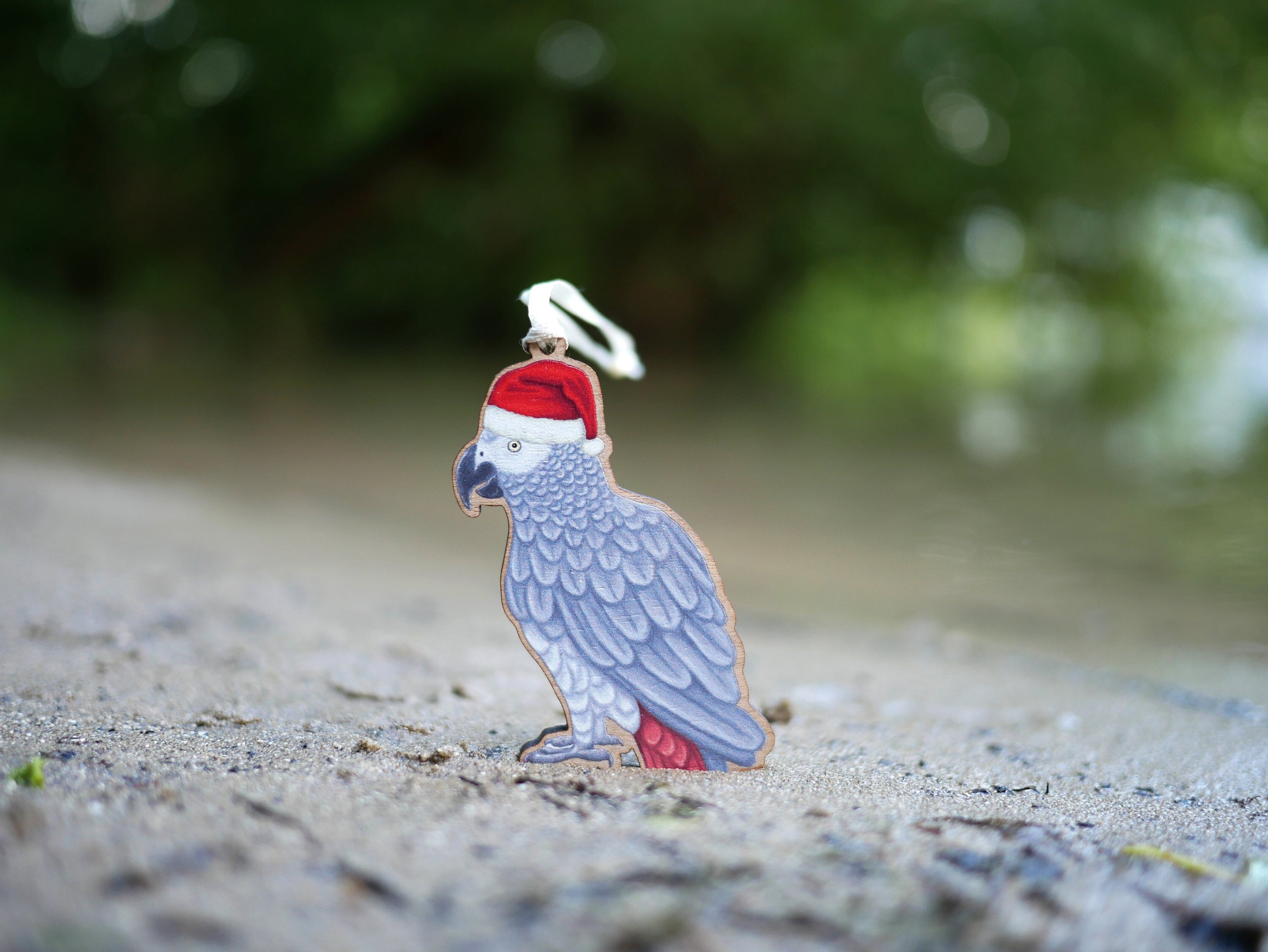 African 2024 grey parrot
