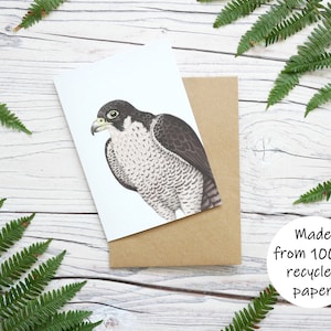 Carte illustrée de faucon pèlerin - Carte de voeux 100 % recyclée inspirée de la faune avec emballage sans plastique - Vierge, anniversaire, merci