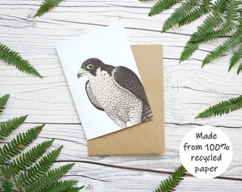 Illustrated Peregrine Falcon Card - 100% Recycled Wildlife Inspired Greetings Card with Plastic-Free Packaging - Blank, Birthday, Thank you