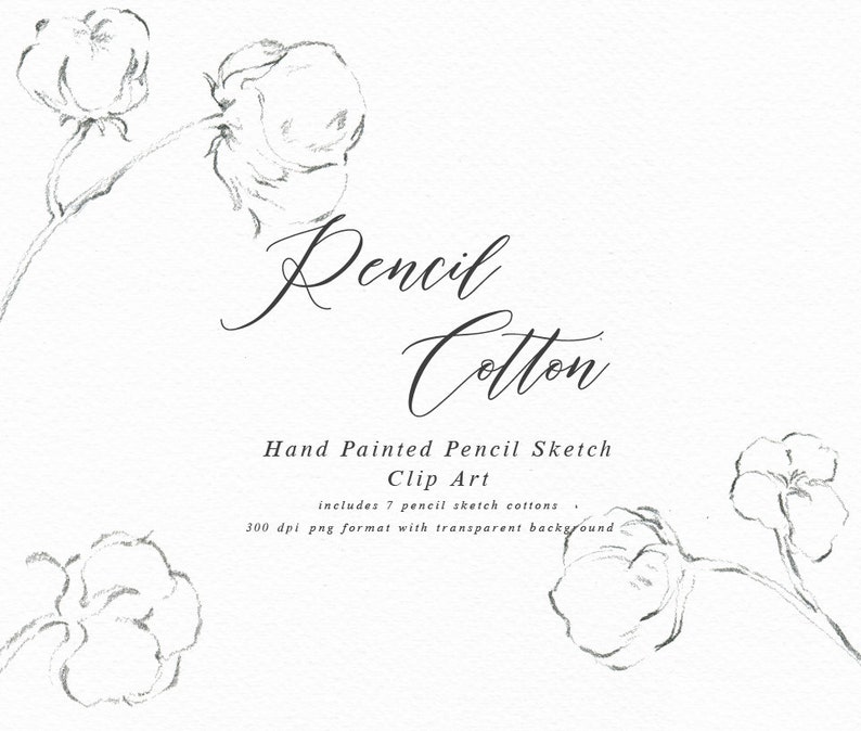 Hand Drawn Fine Art Graphic Pencil Cotton/Small Set/Elements/Individual PNG files/Hand Painted/Wedding design/Rustic image 1