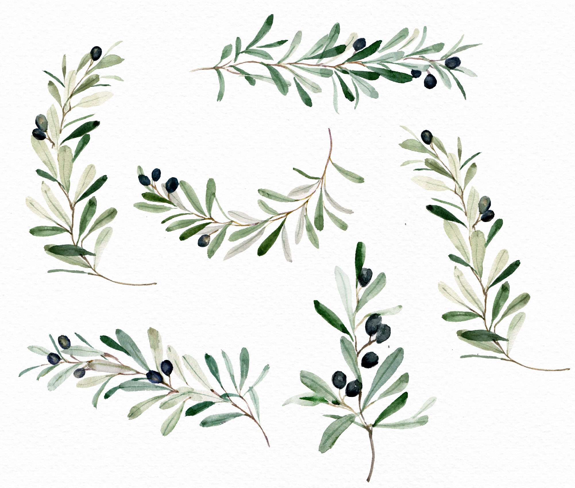 Watercolor Olive Branch Elements/small Set/greenery/olive Etsy Australia