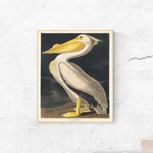 American White Pelican from Birds of America John James Audubon - Wall Fine Art Prints, Art Posters